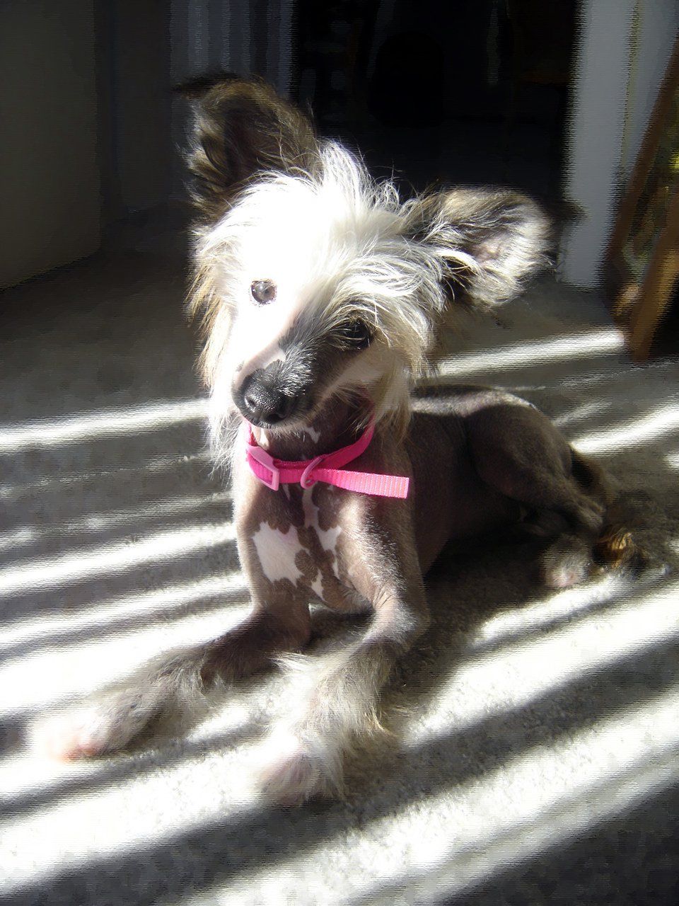 Lyn-Lin's Moon Light Nefer