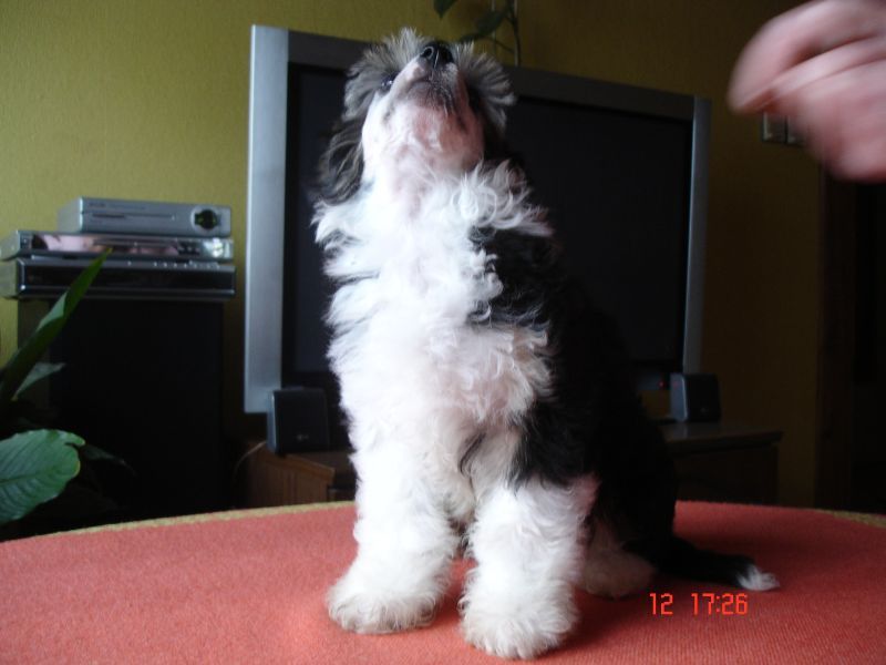 Zefirek Z Gangu Lysych