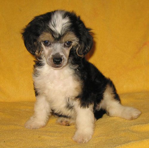 Apriori Vip Transvaal