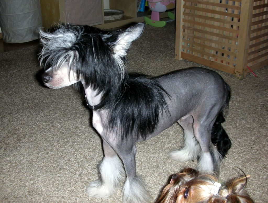 Rainbow Warrior Light of Shin-Ra