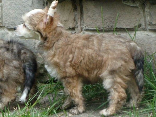 Runaway Train Light of Shin-Ra