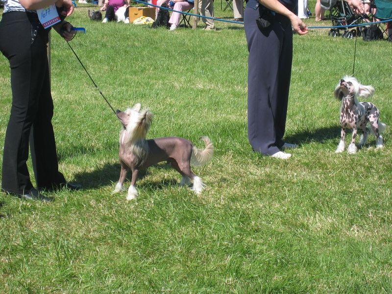 Epiphany cowboys and kisses for zerachiel JW ShCM