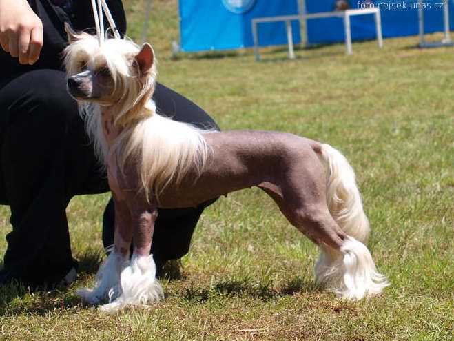 Auriga Cassiopeia Maytay's Minng