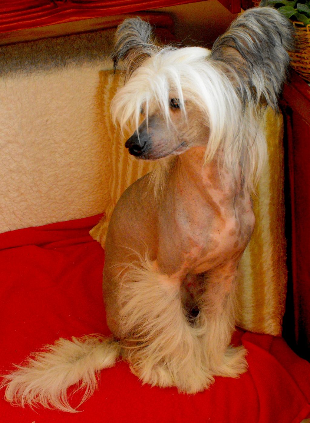 Cyril Cechovo kvitko