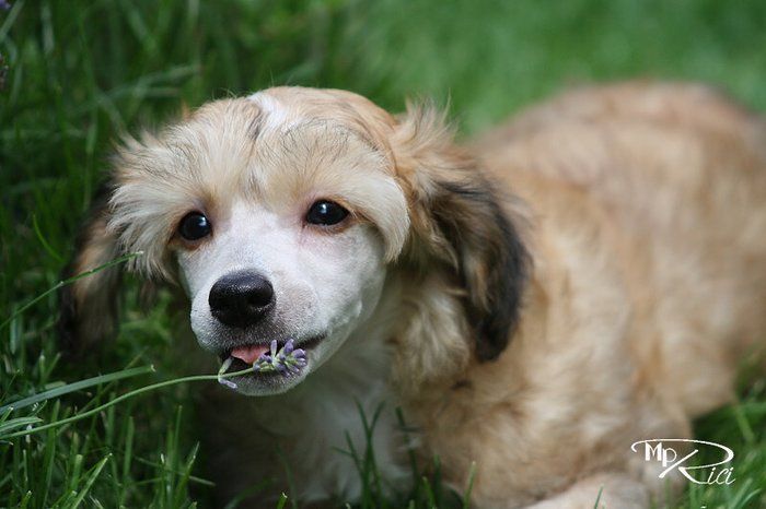 Ara Lacerta Maytay's Minng