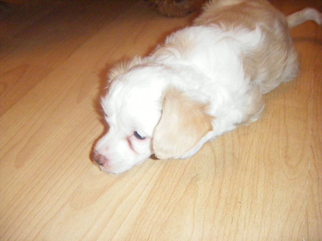 Salmoncrest Venus of Love