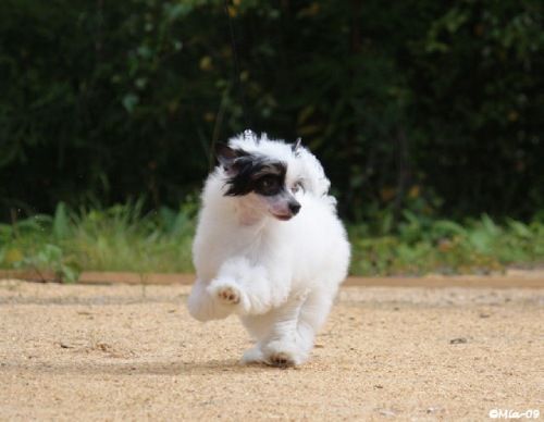 Nemesia's Acqua Di Gio