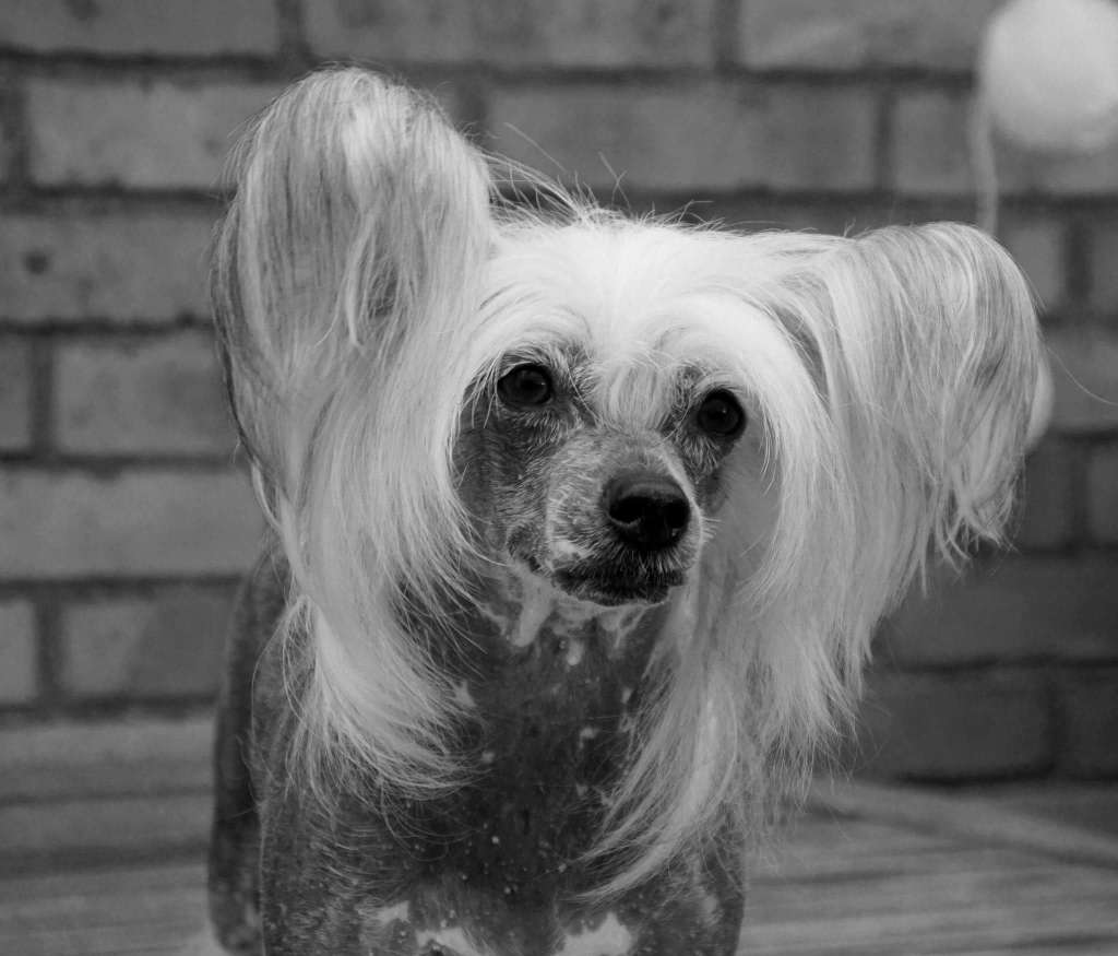 Chinese Line Cheri Cheri Lady