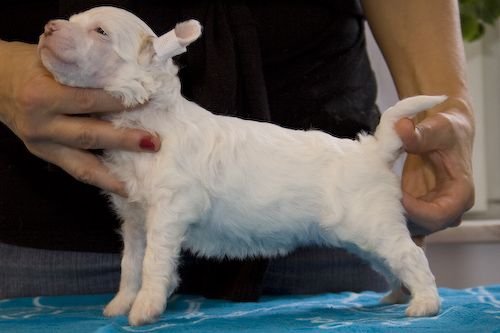 Chinese Line Chiquitita