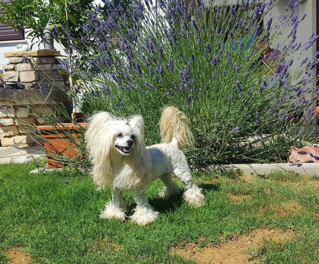 Eternal Envy du Domaine du Président