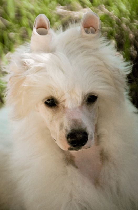 Everlasting Echo du Domaine du Président