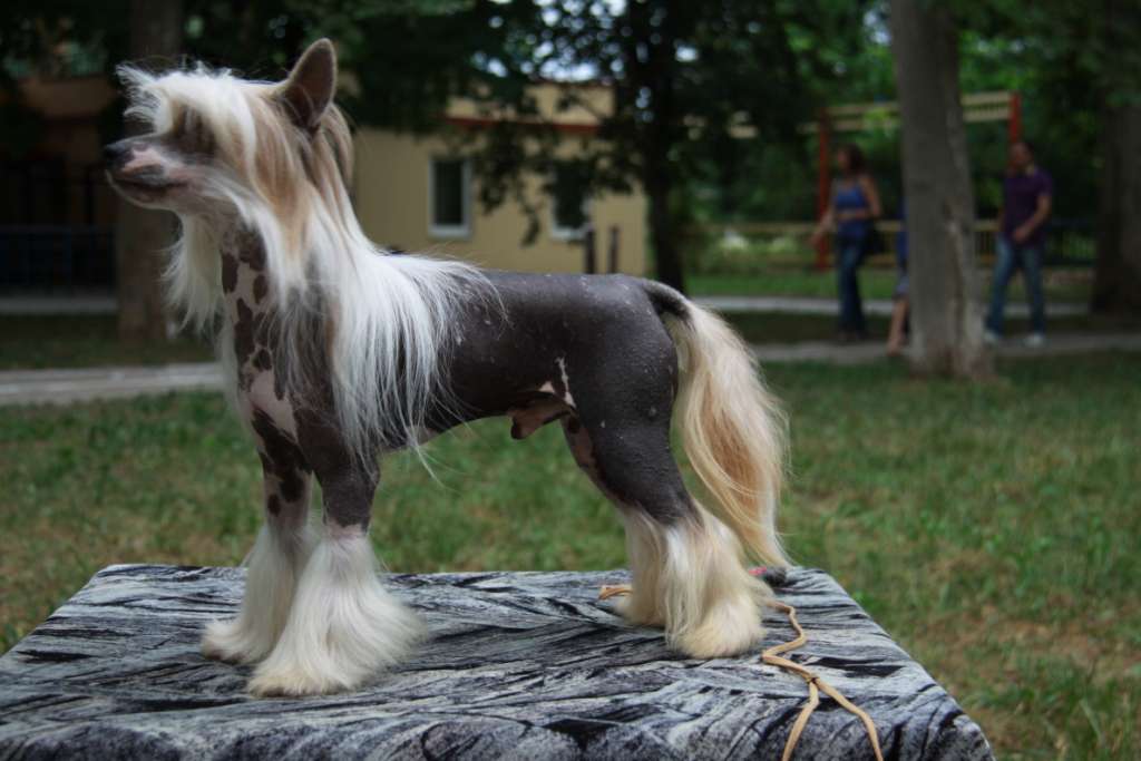 Olegro Katrin Shadow On Sand