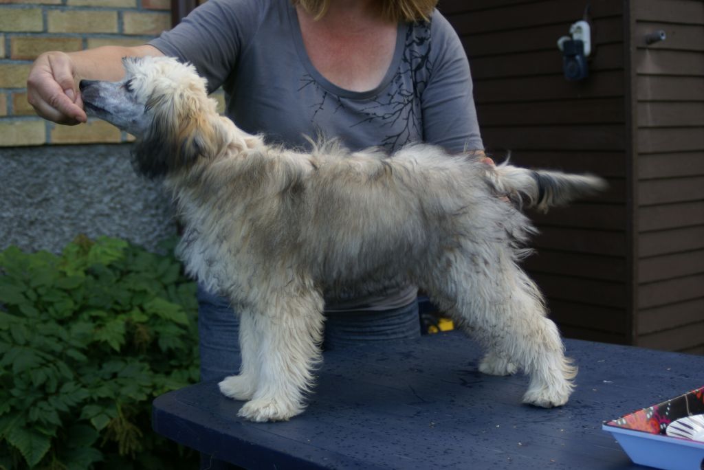 Beachcrest Golden Eye