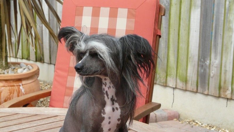 Special Edition Galus Due