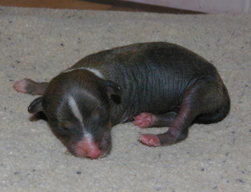 Oriental Jokes Evita