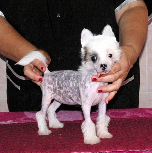 Oriental Jokes Egypte