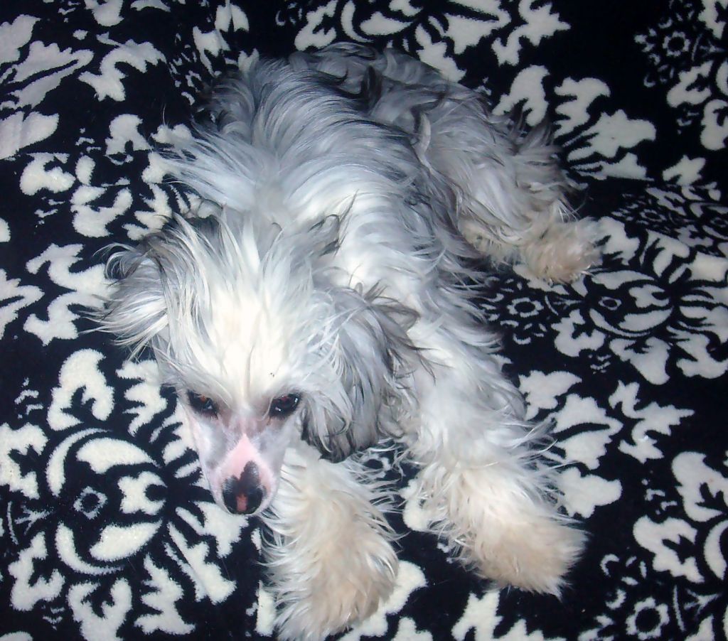 Elisha Bastet z Valasskeho raje