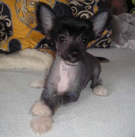 Bandit Black z Valasskeho raje