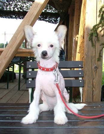 Brillien Queen z Valasskeho raje