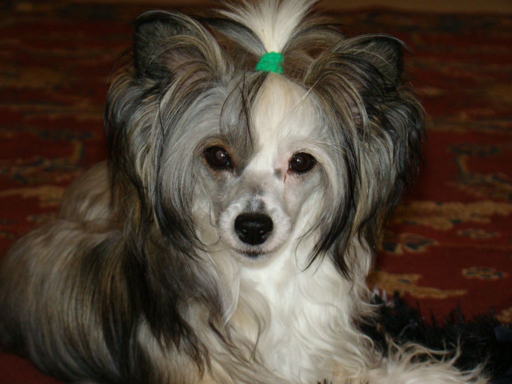 Andauer Rococo Chanel