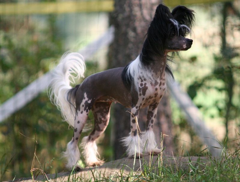 Dragon Moon Star Of The Night