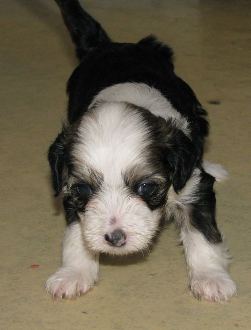 Oromuson Nimble Niilo