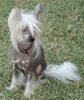 Dacaris Romulus Gingery