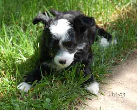 Mooncrest Eternal Flame