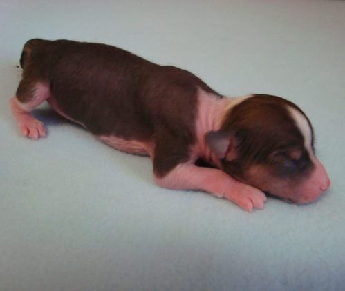 Cosmaslee Dogo Dogino