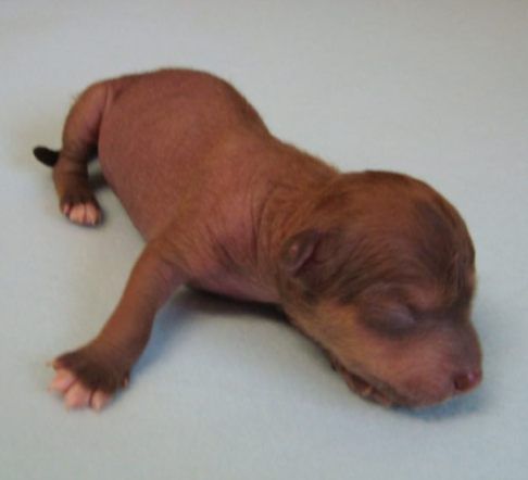 Coldasfire Dogo Dogino