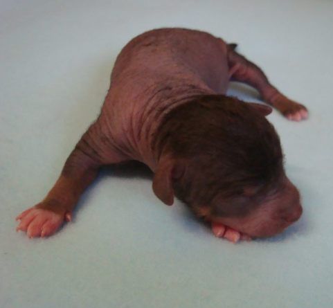 Cosmina Magic Dogo Dogino