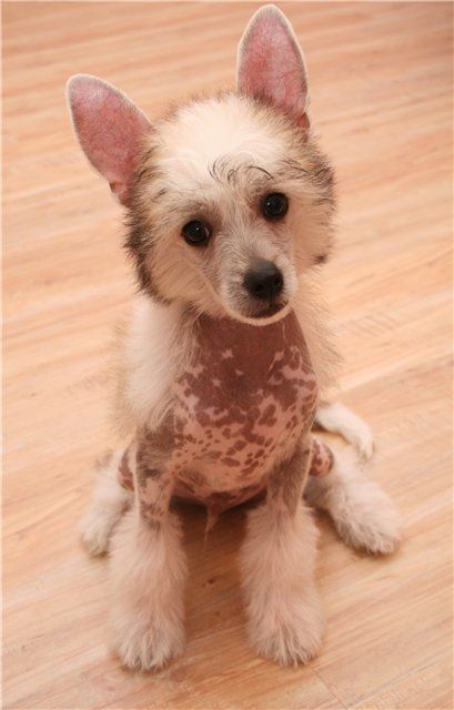 Alfons ot Volnogo Psa