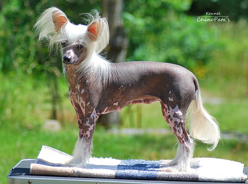 Sandrus Birdie Nam Nam