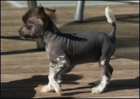 House Of Fun's Go With Love