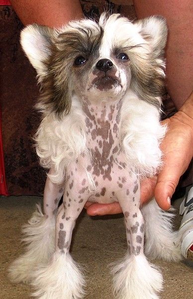 Brunella Cay Akinimod Dream