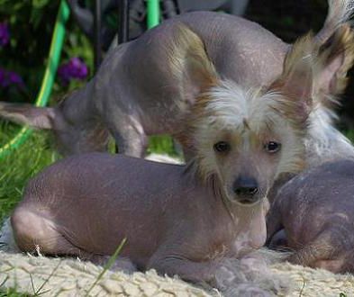 Secret Zdobywca Serc