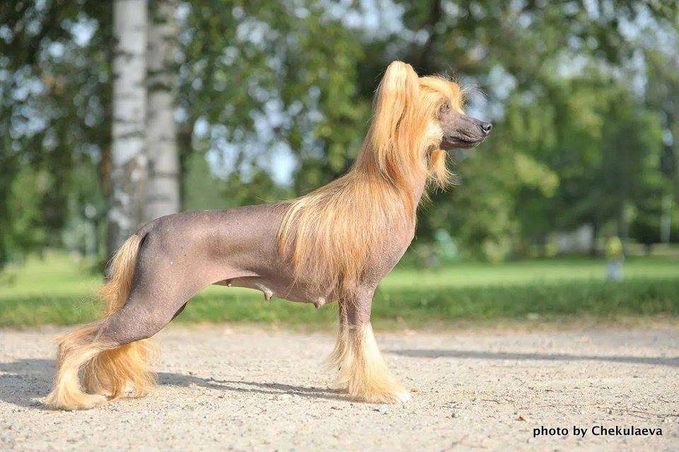 Karnelius Top Lady Secret Gun