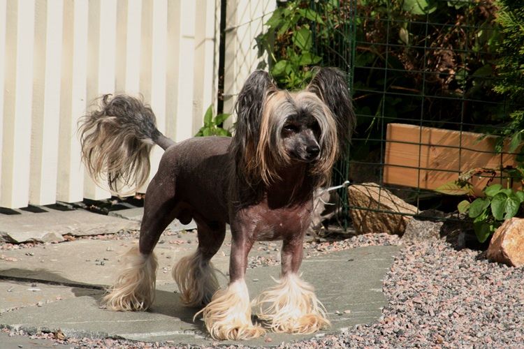 House Of Fun's Heroic Survivor