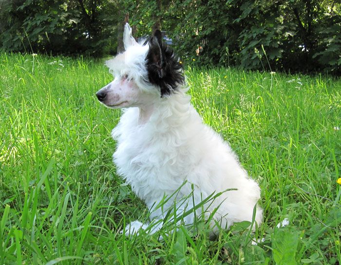 Rus Crimson Empaer China Empress