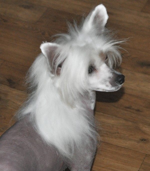 Asmara Dalle Bronco Piccolo Amico