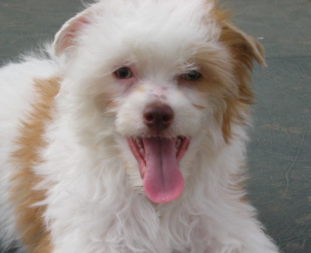 Little Rascal of Bella Biche