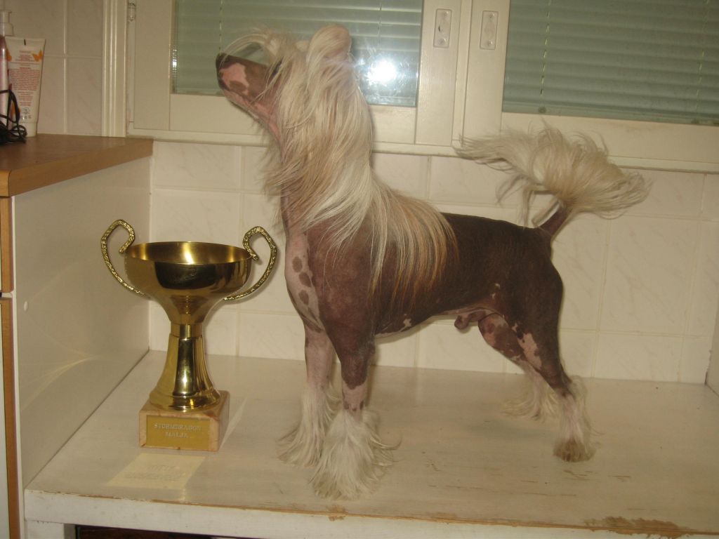 Dragon Moon Zen Master