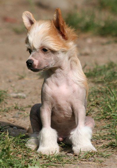 Dragon Moon Unarmed'N'Dangerous