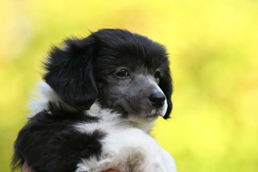 Dragon Moon Laughing Buddha