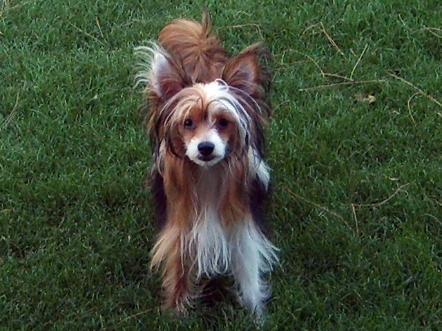 Candas We-B Czarina Sasha of Russia