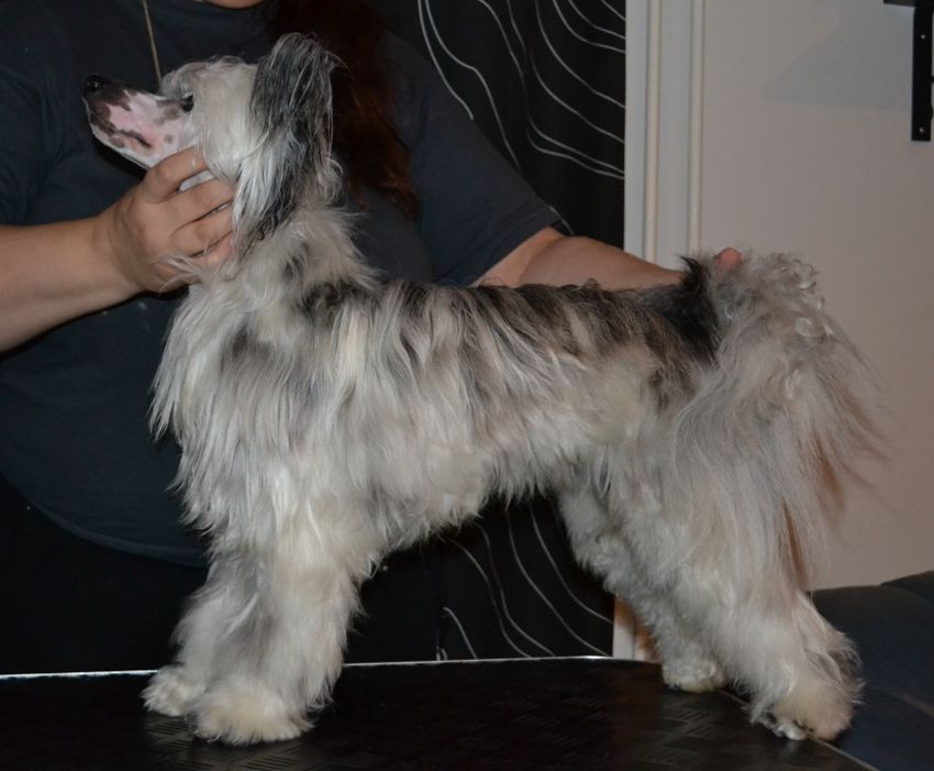 Stormblåstens Winter Wolf