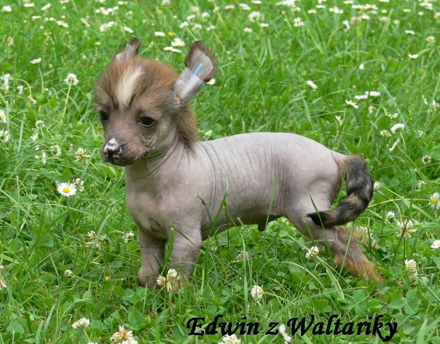 Edwin z Waltariky
