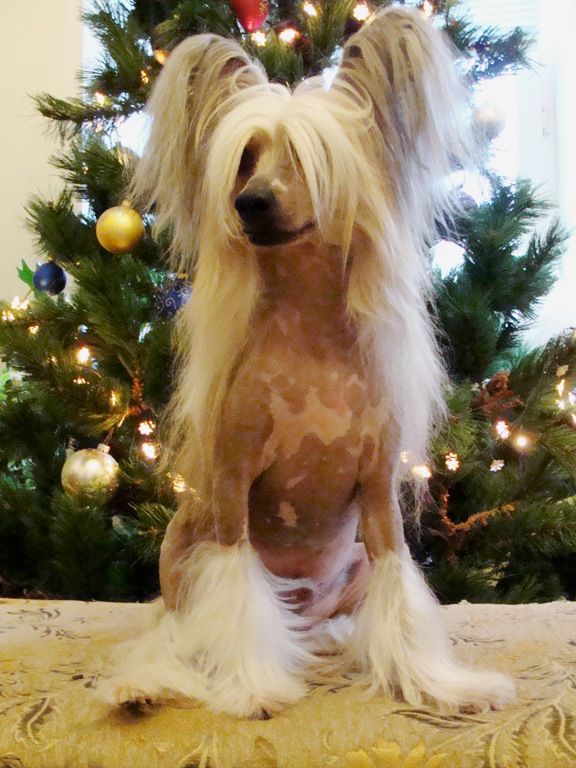 Murphy z Kamilova dvora