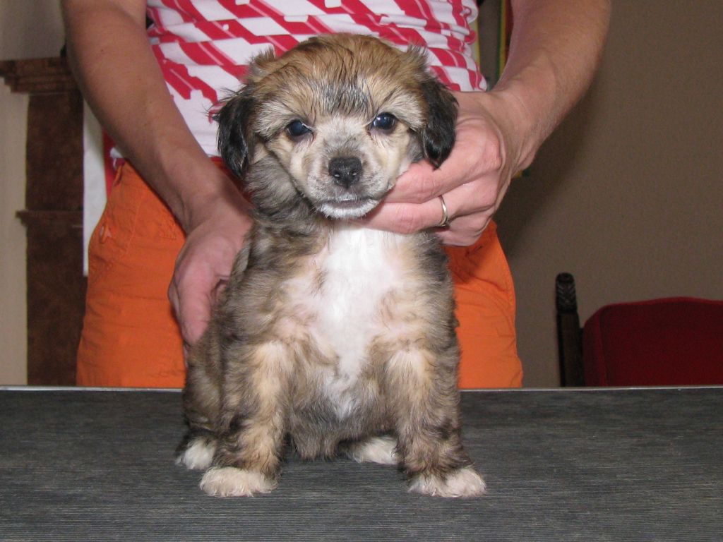 New Wave Toffifee de GabriTho