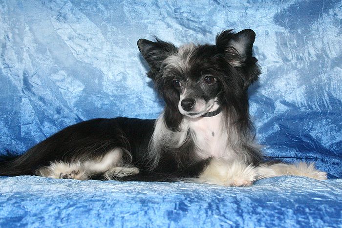 Gallurius Bask in Love